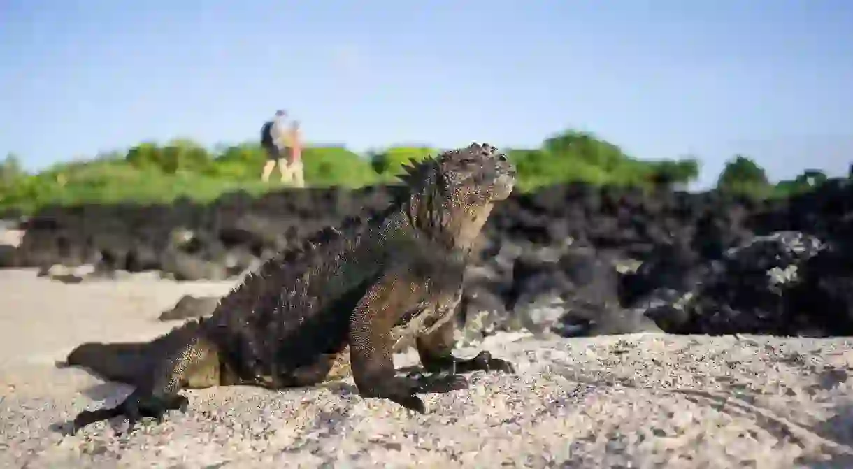 The extraordinary wildlife on the Galapagos Islands helped Charles Darwin to form his world-changing theory