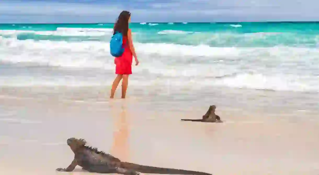 Visiting Ecuadors Pacific Coast is an incredible experience, especially with its unique wildlife in abundance on the shores