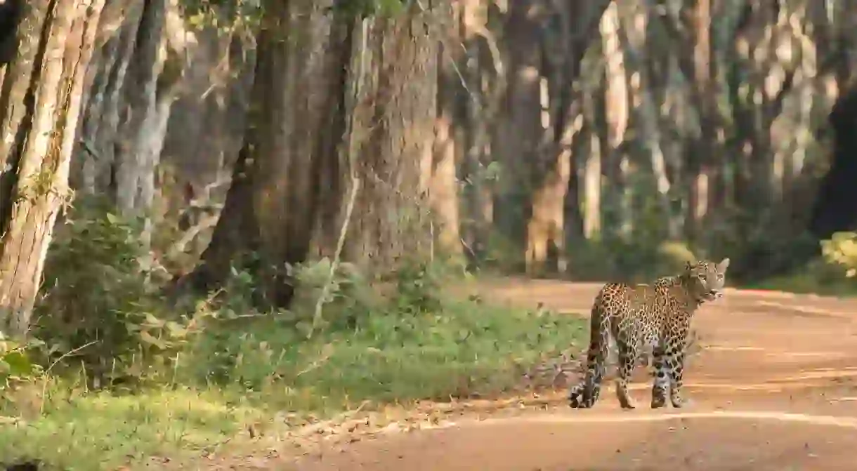 Sri Lanka is one of the best destinations on the planet to spot wild leopards