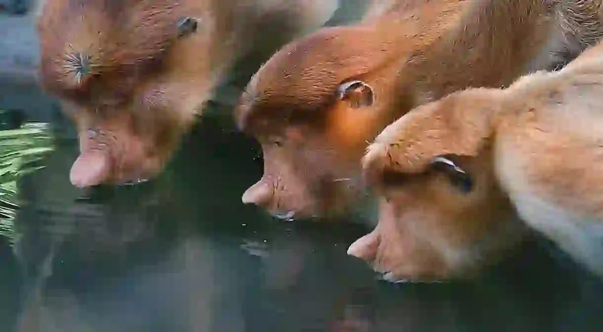 Proboscis Monkeys take a drink in Labuk Bay