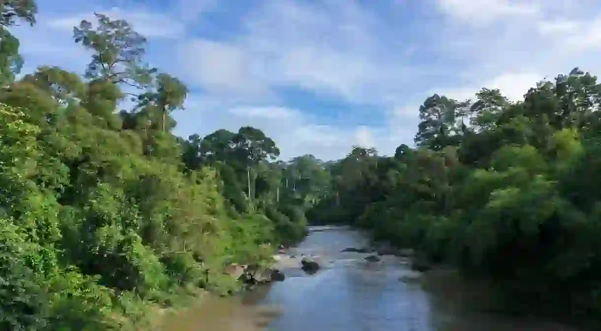 Go trekking through the Danum Valley in the Borneo Rainforest for a truly unforgettable experience