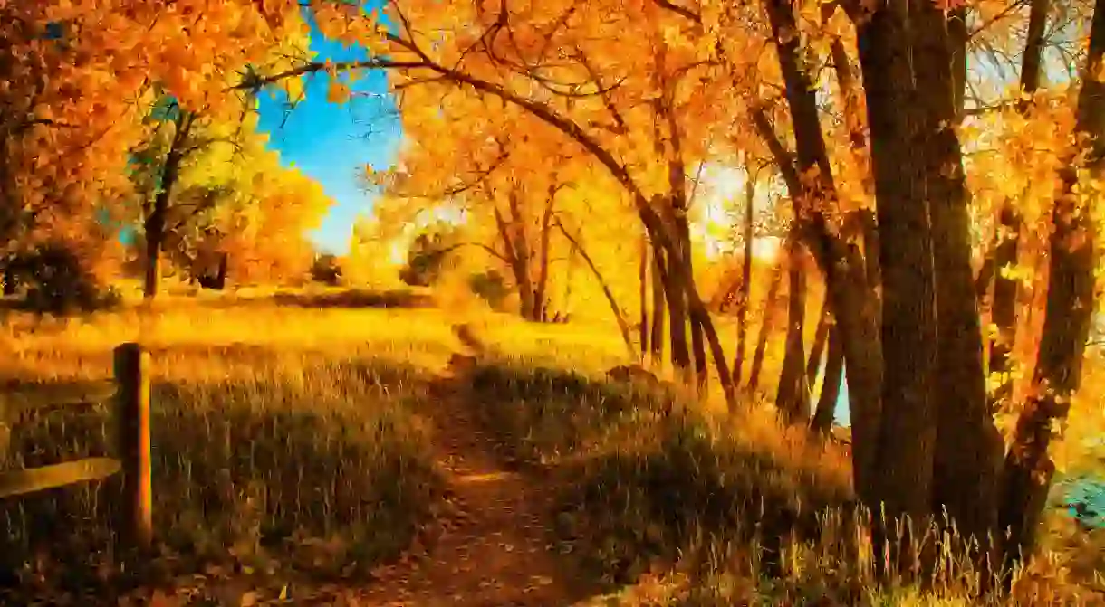 Fall is turning the leaves at Cherry Creek State Park golden