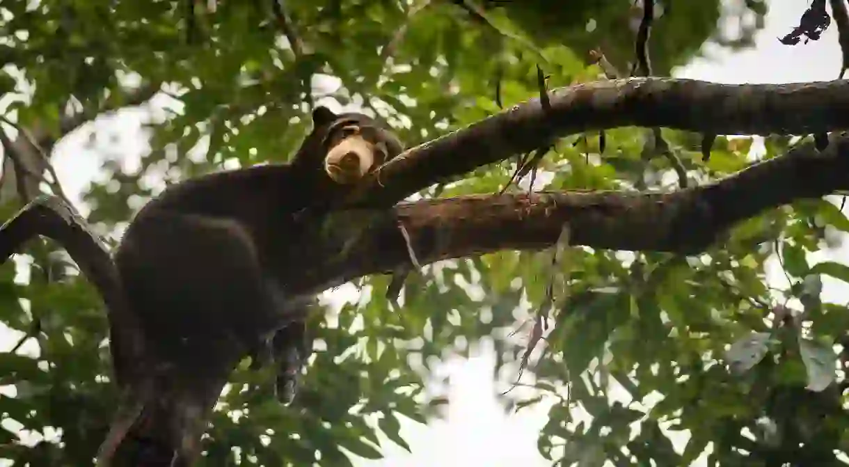 The number of Borneo sun bears are dwindling due to deforestation and illegal hunting