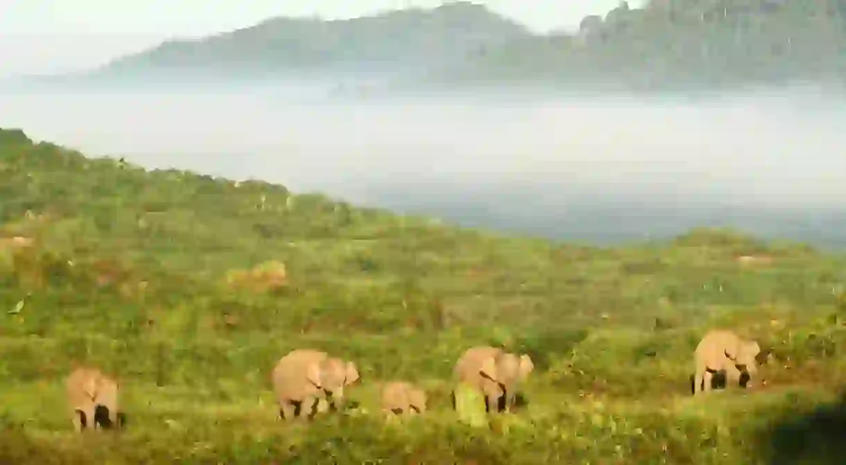 Borneo pygmy elephants roaming on a palm oil plantation