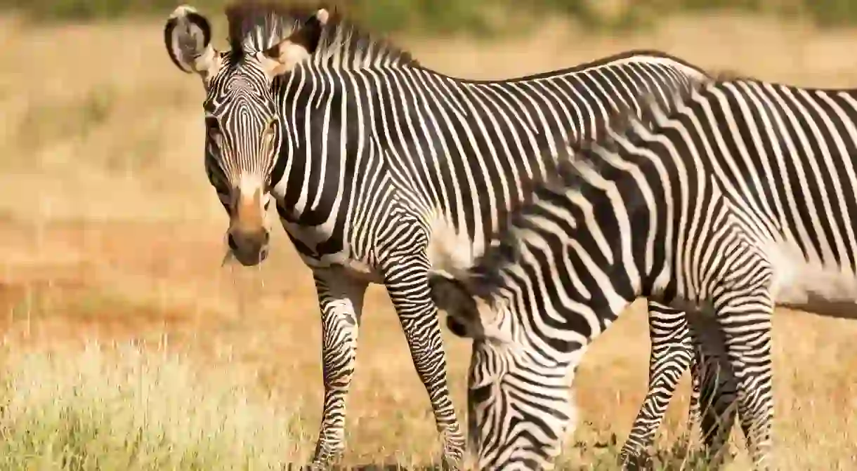 Spot the endangered Grévys zebra, found in northern Kenya