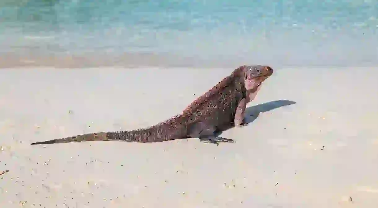 Iguanas are a key attraction for visitors to Allens Cay in the Bahamas