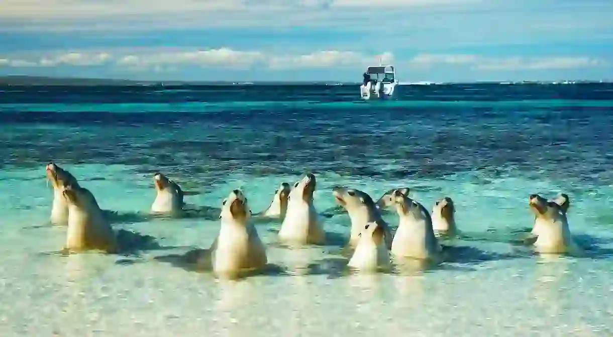 Australian sea lions Neophoca cinerea with boat in background Jurien Bay Marine Park Western Australia