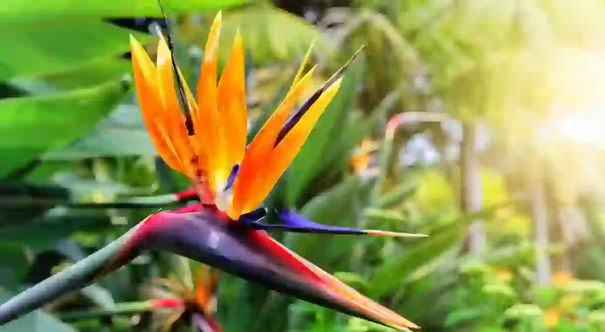 See thousands of exotic species at the centuries-old De Hortus Botanical Garden