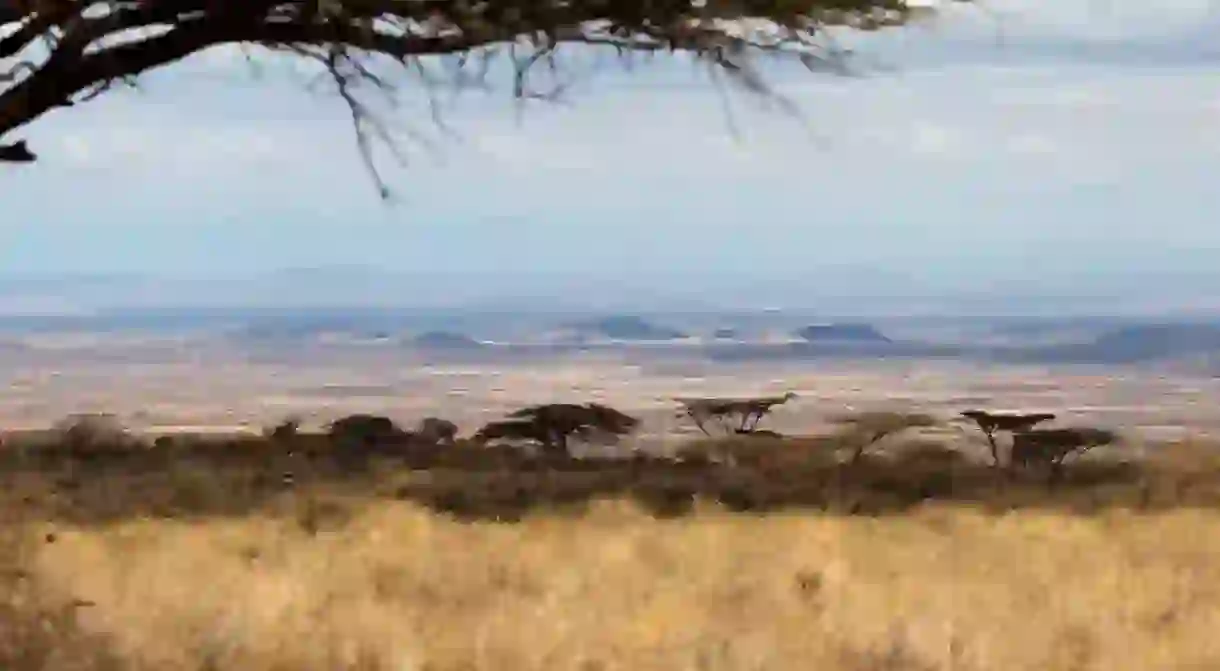 A view across the remote Chalbi desert from the Kalacha oasis