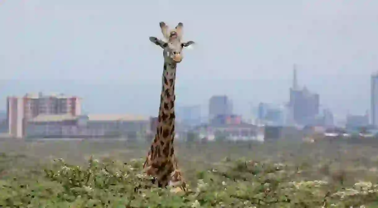 See the giraffes of Nairobi National Park after the bustle of the city, or simultaneously