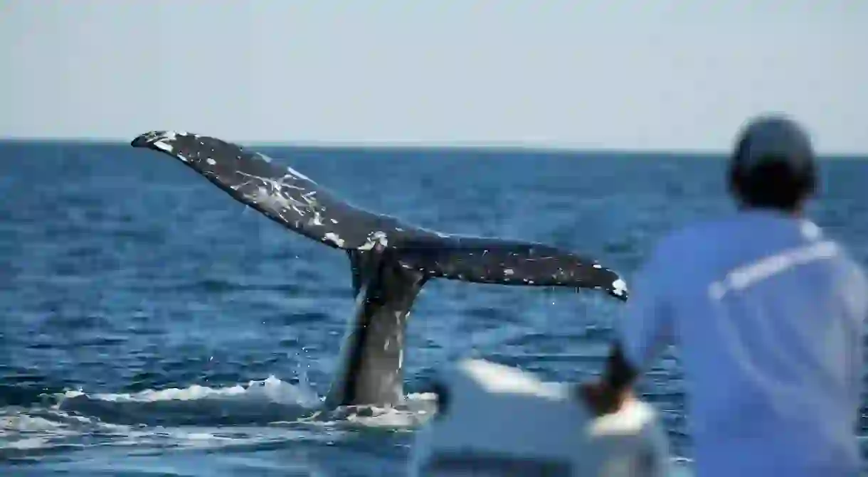 Gray Whale (Eschrichtius robustus) tail flukes. Baja, Mexico, magdalena bay