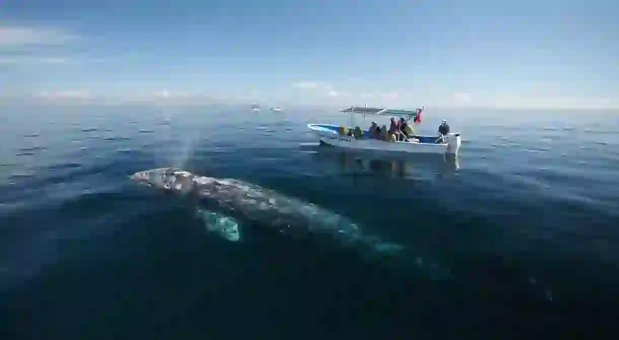 The curious gray whales of Magdalena Bay often approach whale-watching boats