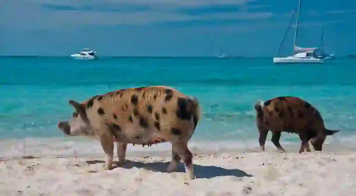 Big Major Cay is famed for its quirky swimming pigs