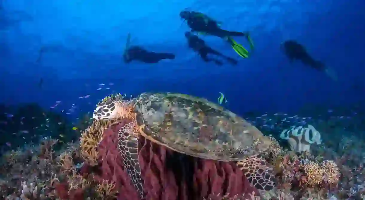 Sea turtles are a common sight on dives in the Philippines