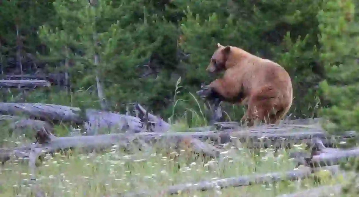 Enjoy being among nature when visiting Yellowstone National Park