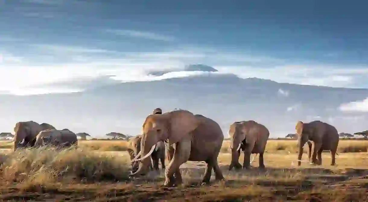 Mount Kilimanjaro provides an imposing backdrop to Amboseli National Park