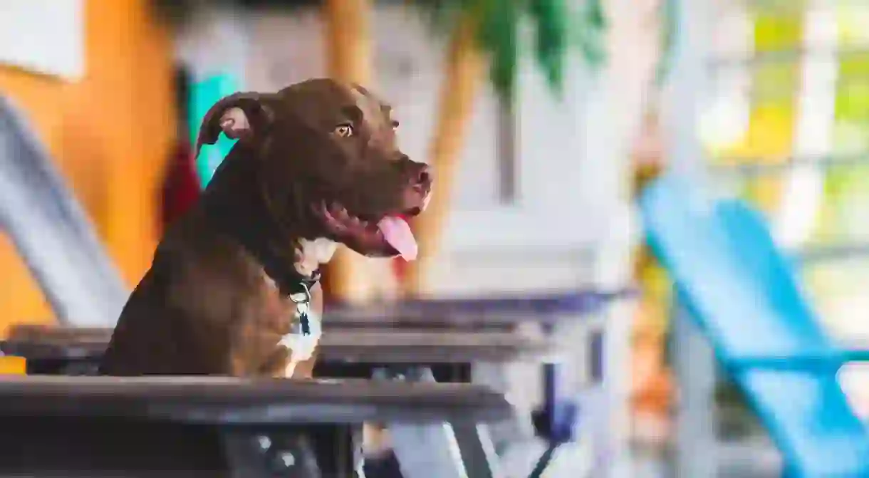 Take pooch along on your vacation when you choose one of these pet-friendly Kissimmee hotels