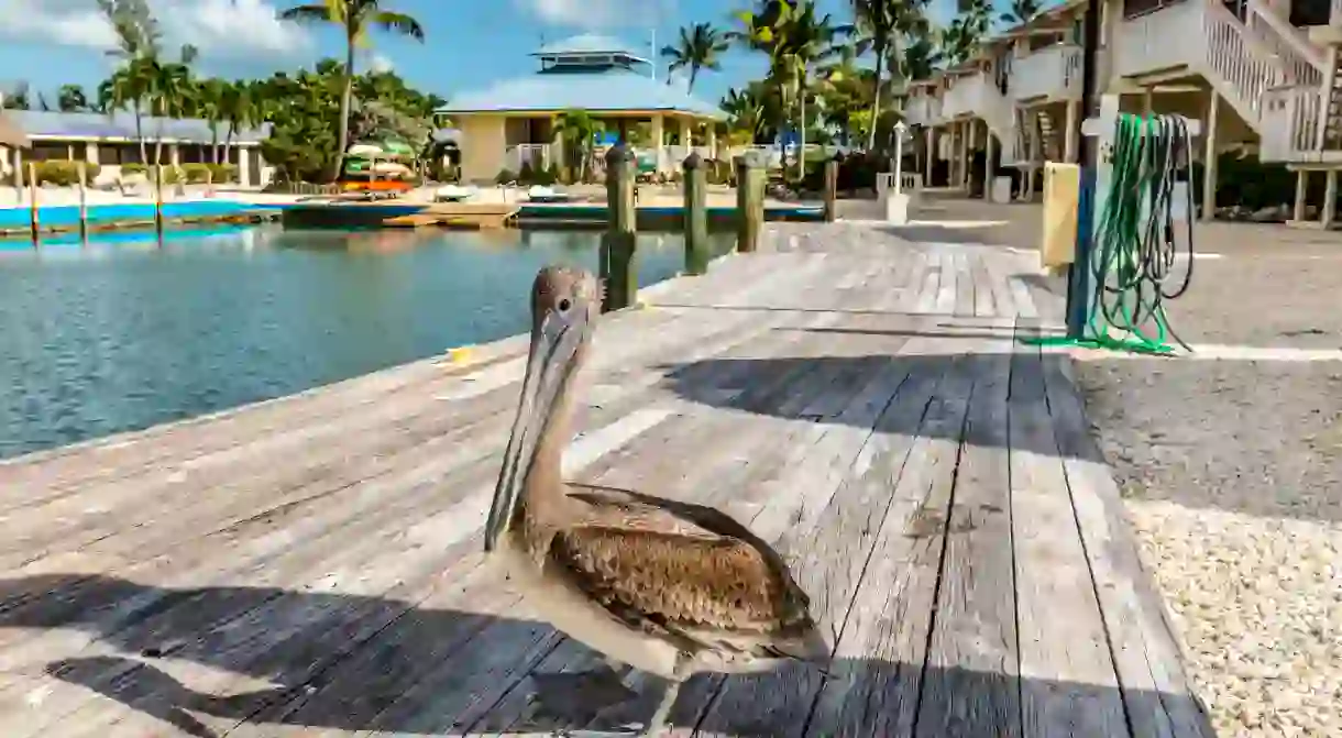 Get to know the local flora and fauna while staying in your Florida Keys vacation rental at the Reef at Marathon