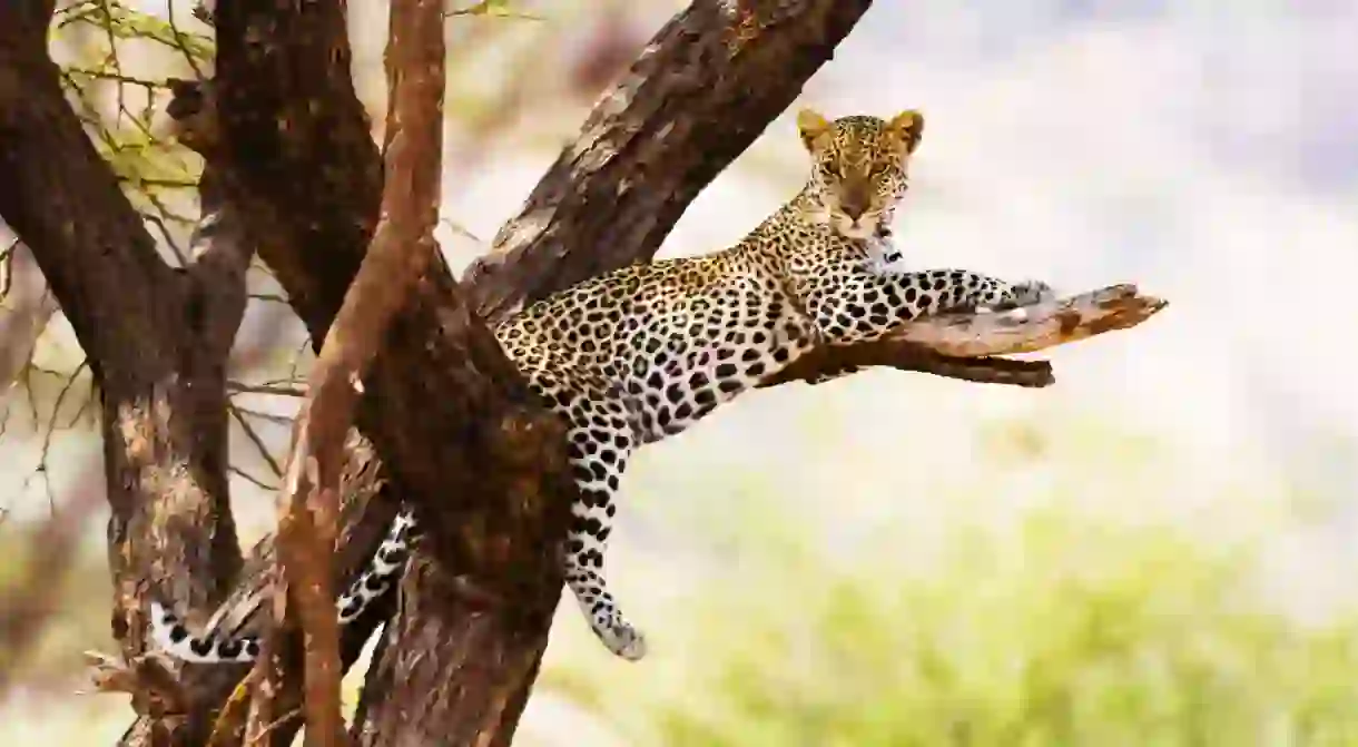 Leopards are among the major attractions of a visit to Samburu National Reserve