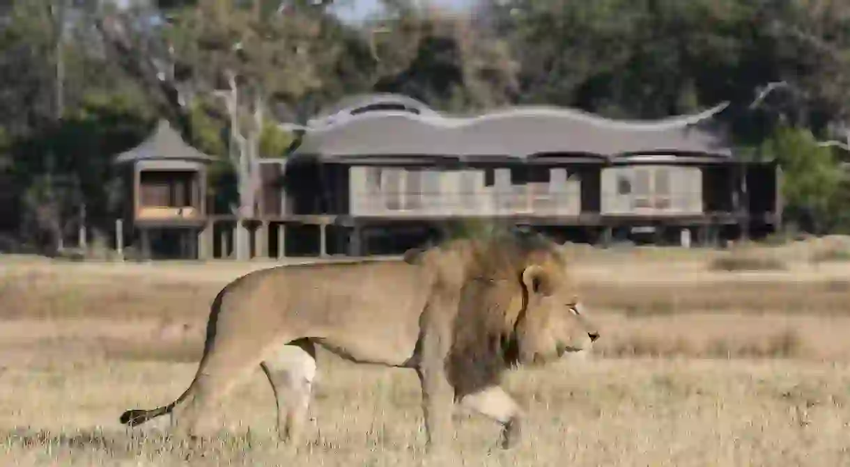 Xigera Safari Lodge borders Moremi Game Reserve, offering guests a front-row seat to wildlife sightings