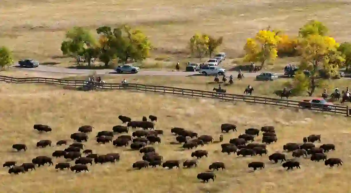 Each September, you can watch as a herd of buffalo are rounded up in Custer State Park, South Dakota