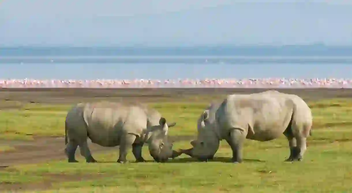 Lake Nakuru National Park is famed for its population of rhinos