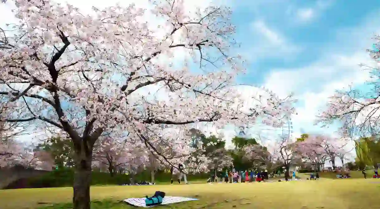 Expo 70 Commemorative Park is particularly pretty when the cherry blossoms come to life in spring