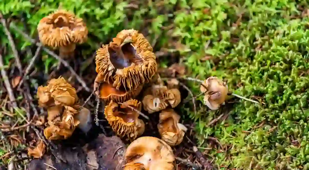 Wild orange mushrooms grow on the Spruce Knob Huckleberry Trail in Monongahela national forest mountains