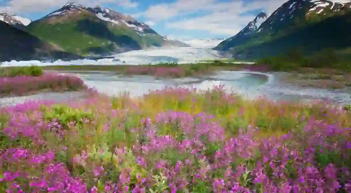 C7HXE2 Wildflowers at Spencer Glacier, Chugach National Forest, Alaska.