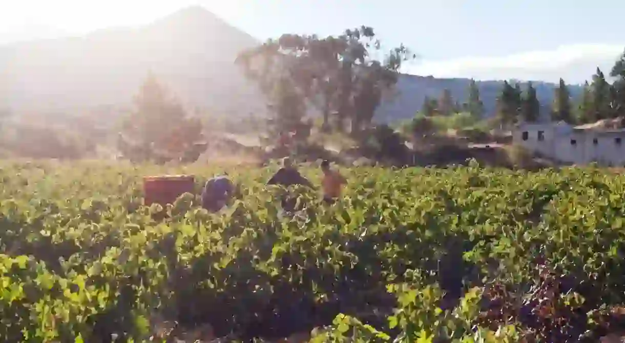 The volcanic landscape in Tenerife provides near-perfect conditions for making excellent wine