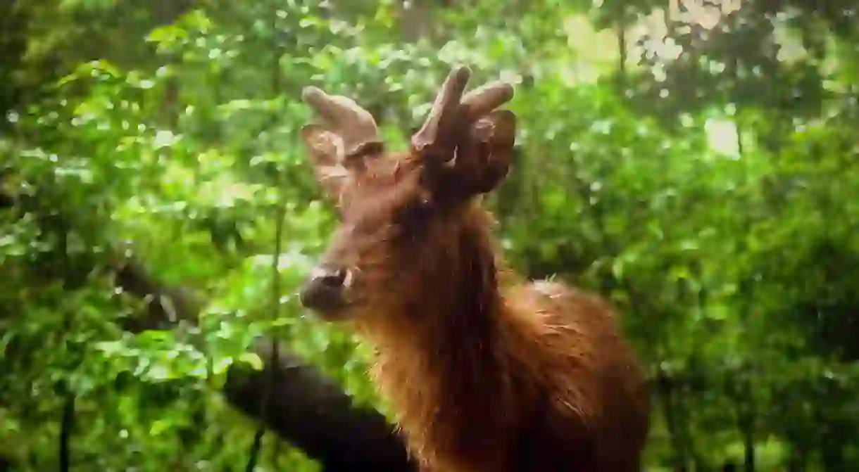 Habituated javan rusa (Rusa timorensis) at Peucang Island, Ujung Kulon National Park, Indonesia.