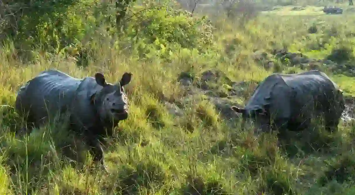 Rhinos in Chitwan National Park, Nepal