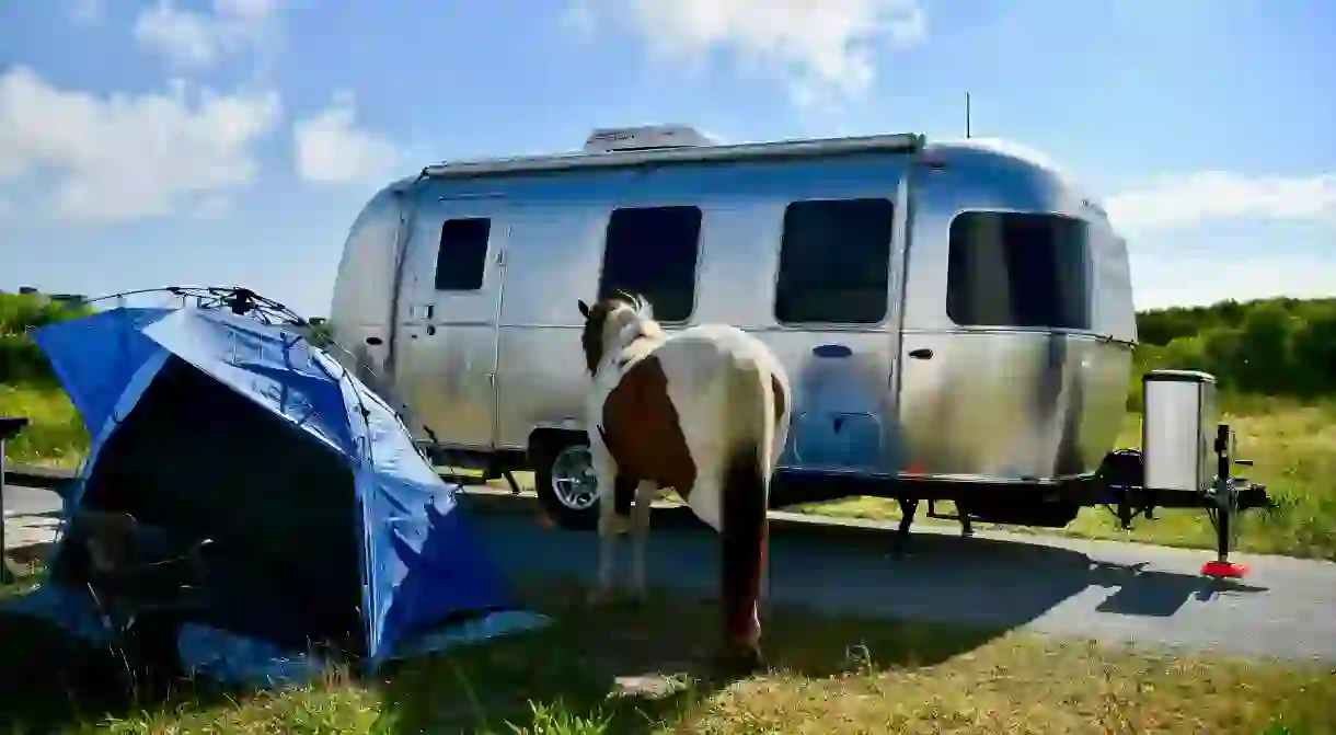 Make friends with your wild neighbors at Assateague State Park