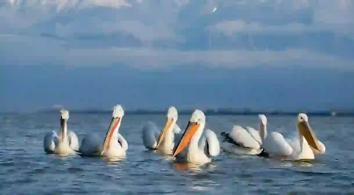 Dalmatian Pelicans Lake Kerkini