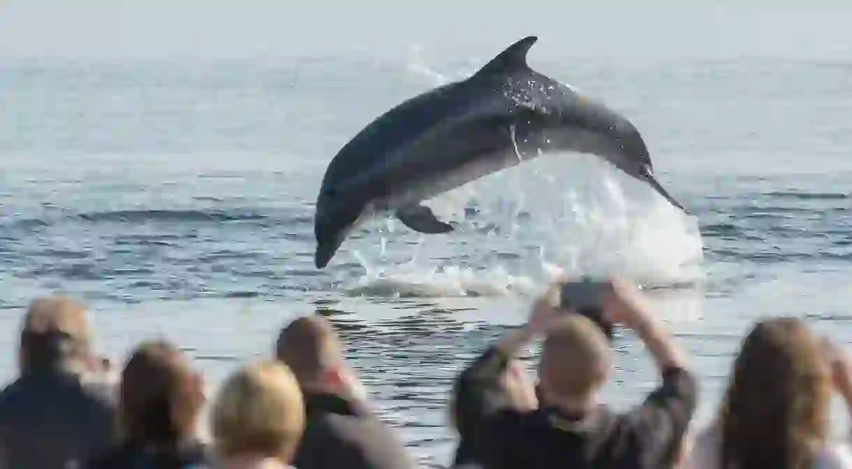 2D8D6JM People watching Bottlenose dolphin (Tursiops truncatus) from the beach, Chanonry Point, Moray Firth, Highlands, Scotland. August 2017.