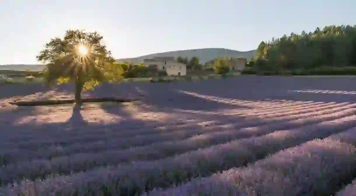 If youre heading to the south of France, dont miss the Provence lavender fields in full bloom in July