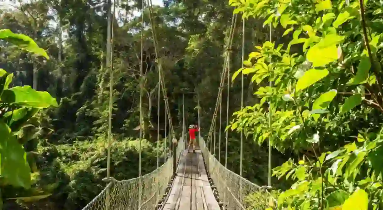 Join our Borneo adventure and you might break a sweat hiking through the rainforest