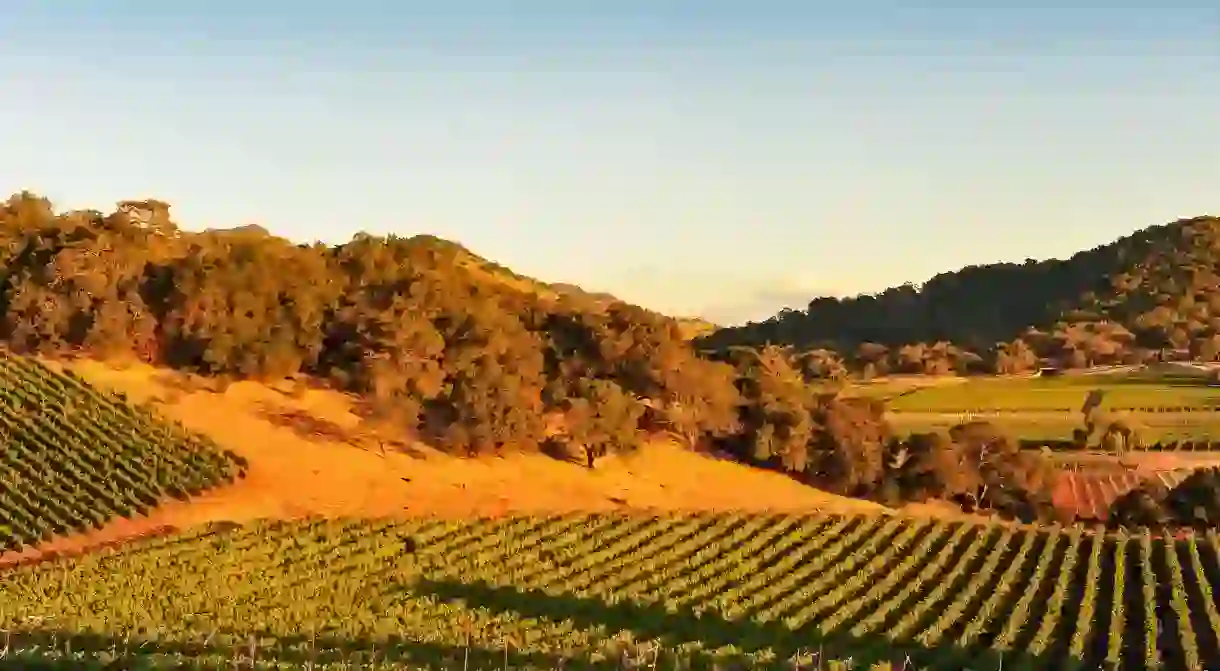 Sunset light on meticulously manicured vineyards as the harvest season begins in wine country.