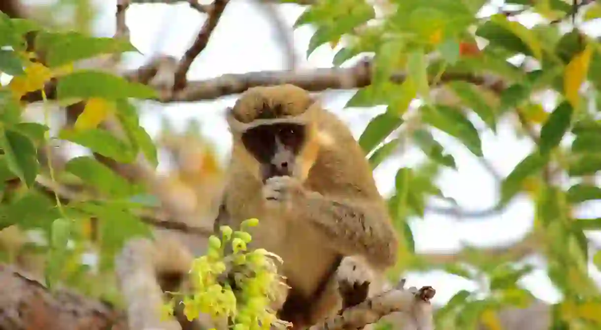 Locking eyes in Mole National Park, Ghana.