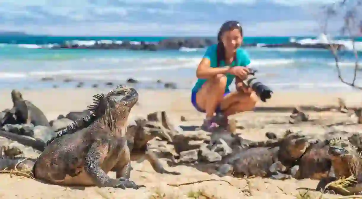 Woman taking pictures of marine iguana on Isabela island