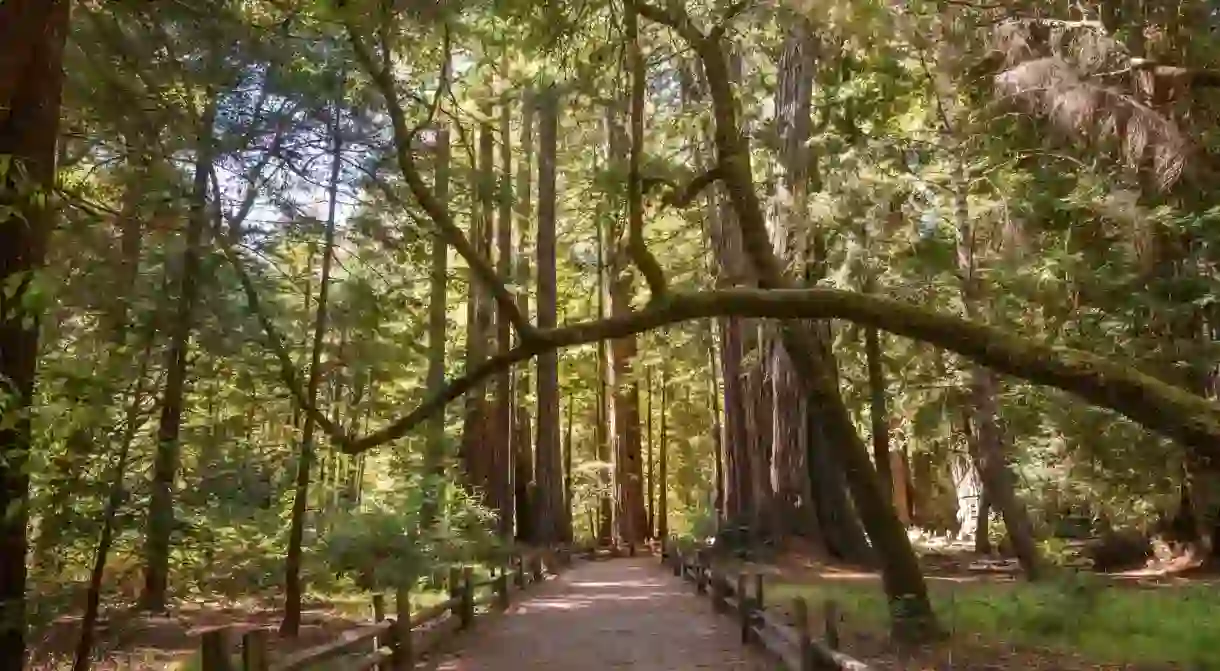 Big Basin Redwoods State Park