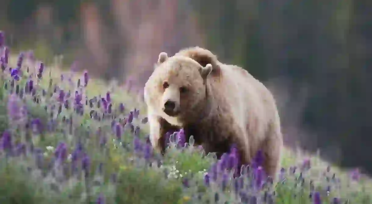 Get the chance to spot grizzly bears and other wildlife on these mountain trips in the US