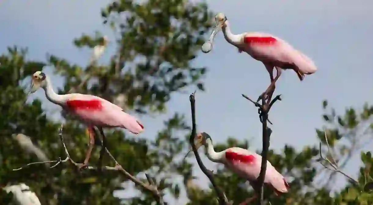 Hop on a charter to witness some incredible wildlife on the British Virgin Islands