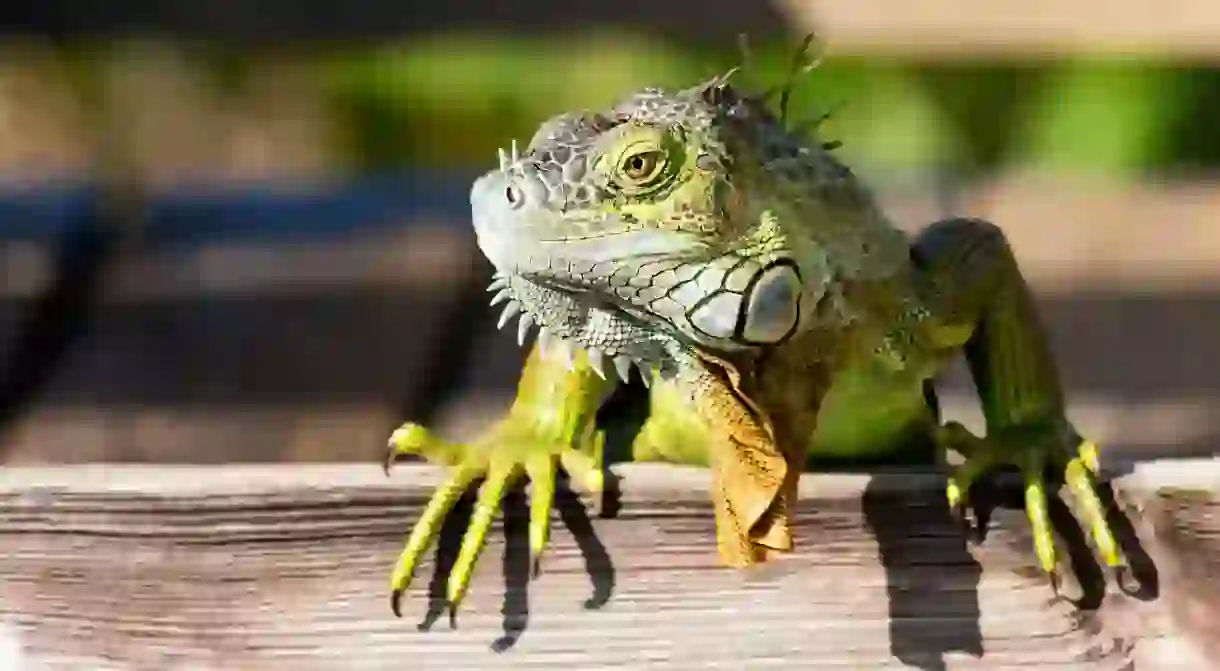 Get up-close with green iguanas in Saint Vincent and the Grenadines