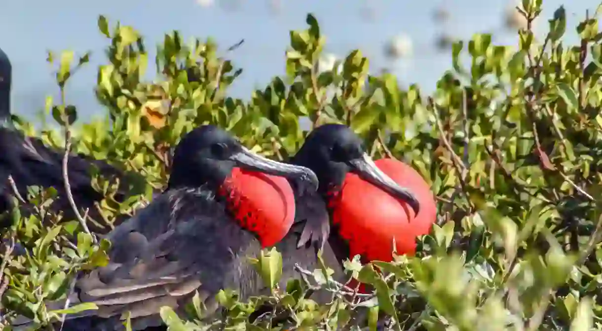 Frigate Bird Caribbean