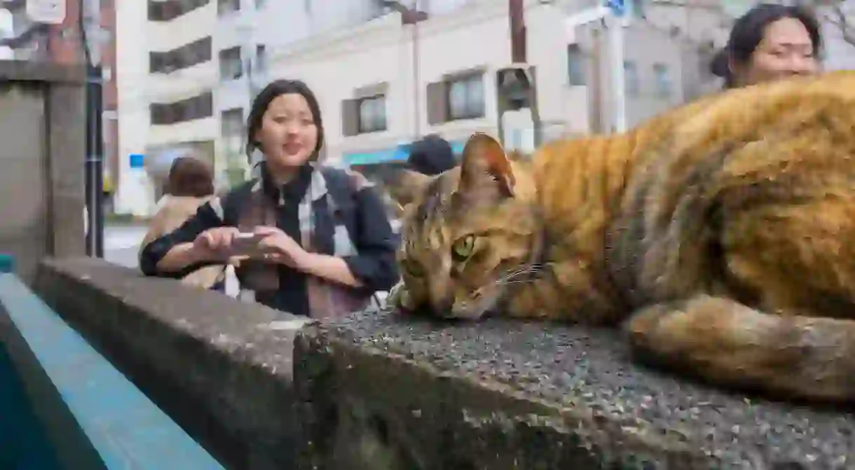 The famous Yanaka cats attract people from far and wide to the Tokyo district