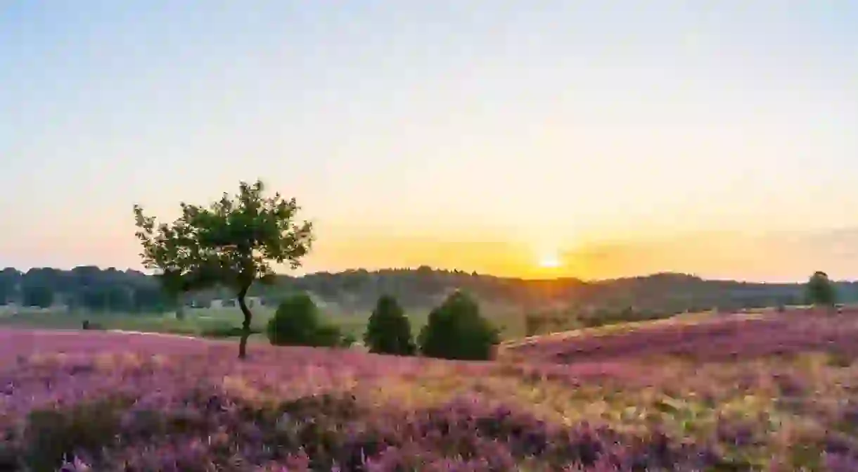 Sunset in the nature reserve Lüneburger Heide close to Bispingen. The magnificent purple blooming heather is a tourist attraction.