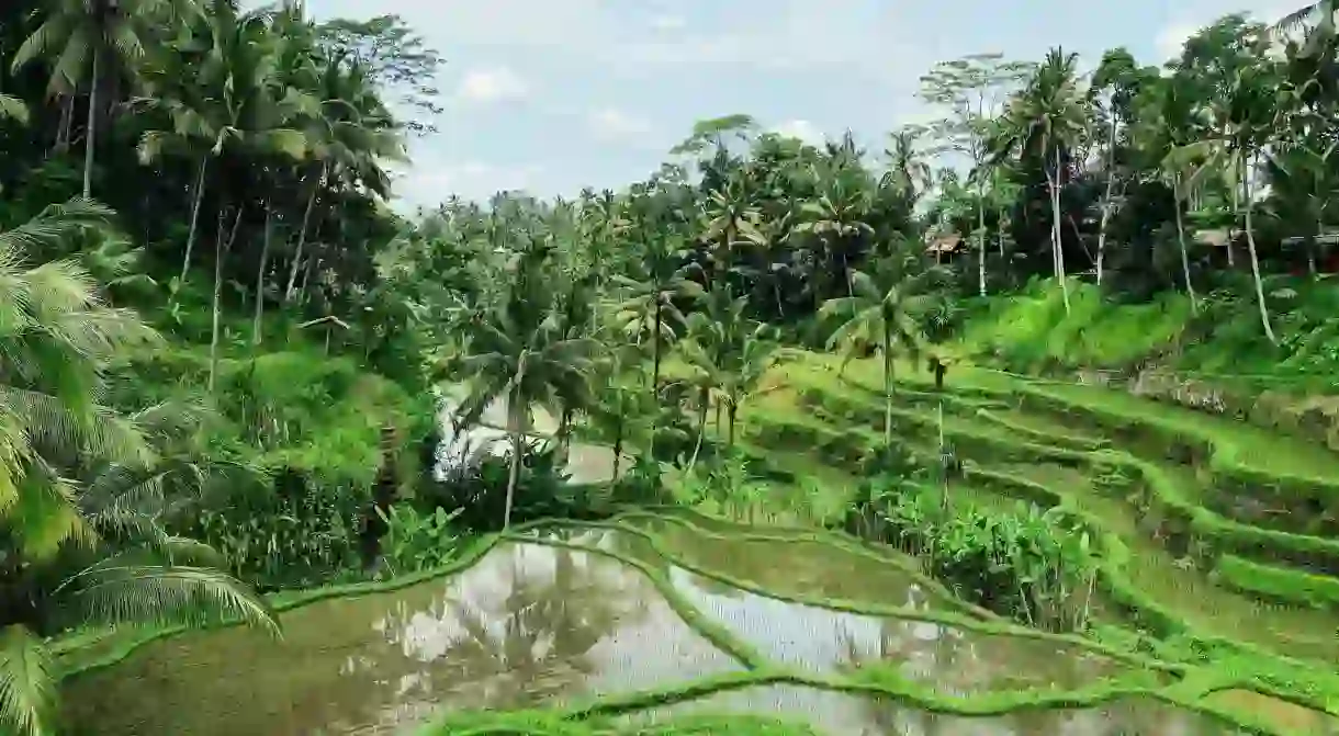 The green rice fields of Ubud