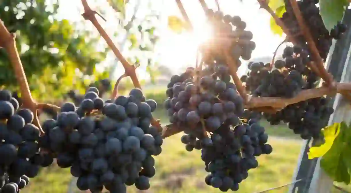 Sunny afternoon in the vineyards