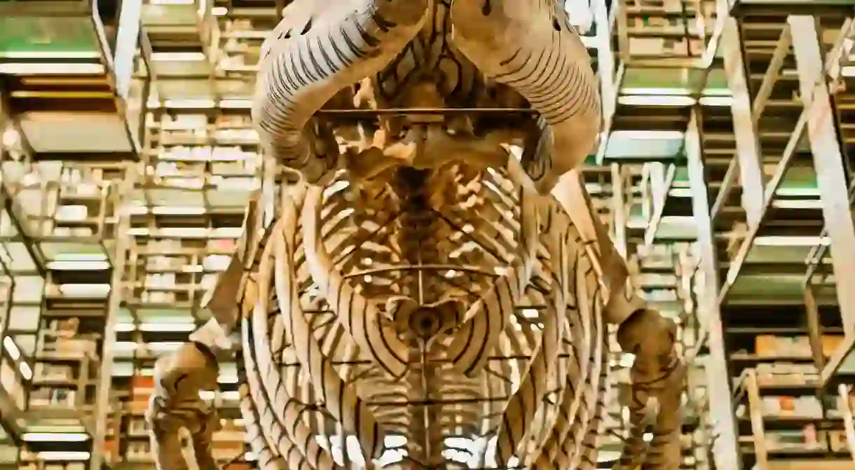 Whale skeleton inside the Vasconcelos Library in Mexico City, Mexico